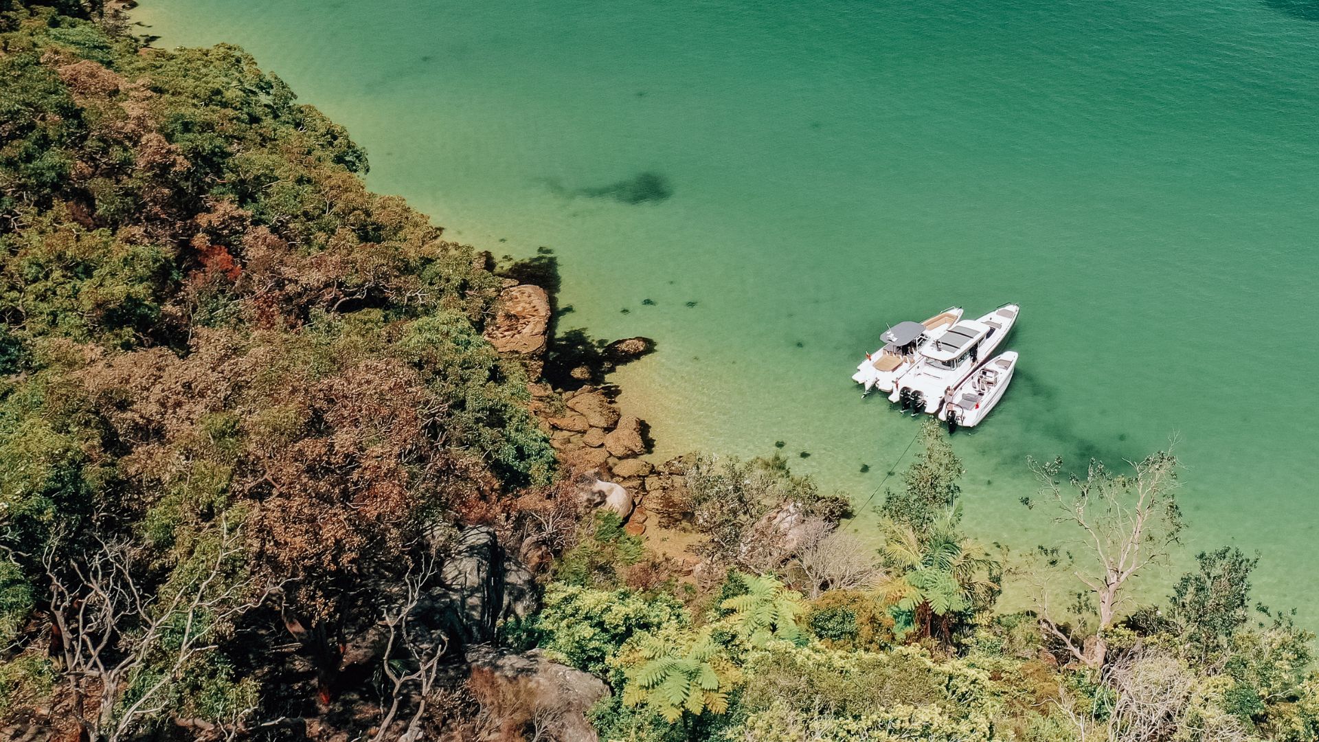 Eyachts plant trees everytime a boat is sold