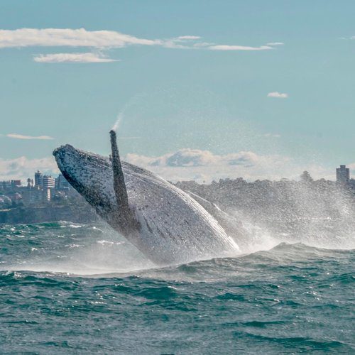 sydney+sea+safari+-+my+sydney+boat19 Axopar, Eyachts Australia and New Zealand