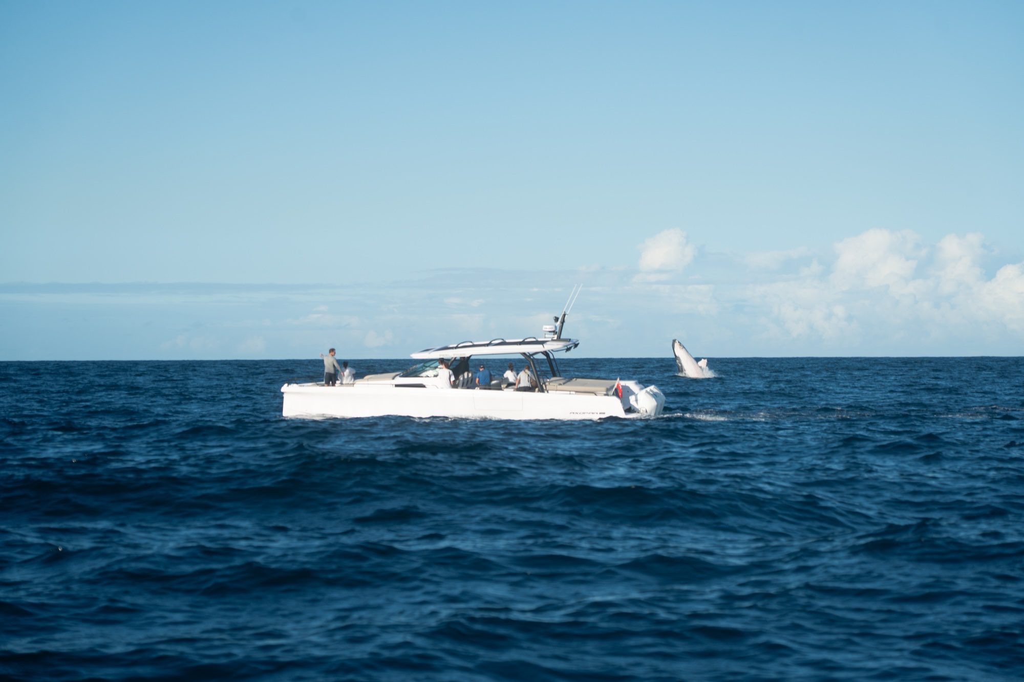Whale Watching Season Sydney: Breaching Whales, Offshore Thrills and the Best Boat for the Job